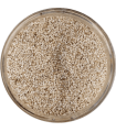 GRAINE DE SESAME Bio 250g